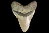 Fossil Megalodon Tooth - North Carolina #147512-2